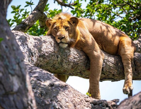 Lake Manyara National Park Day Safari