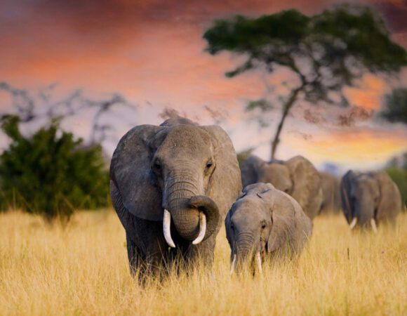 5-Days Premium Safari + Zanzibar Extension