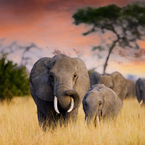 5-Days Premium Safari + Zanzibar Extension
