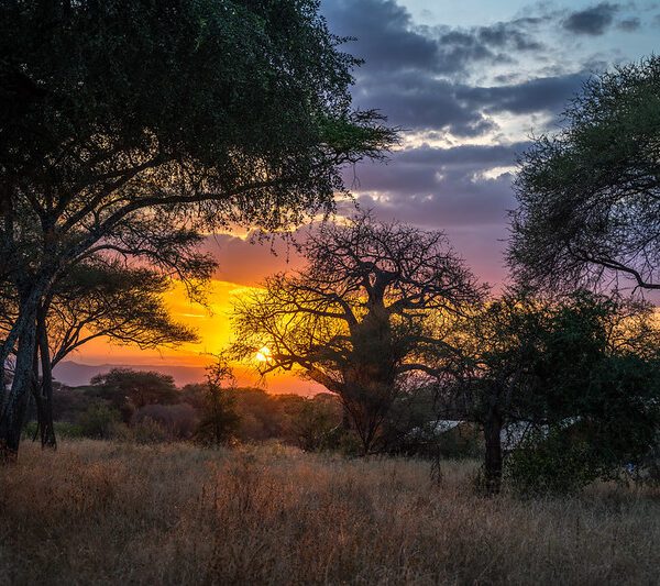 2-Days Ngorongoro & Tarangire Express Safari