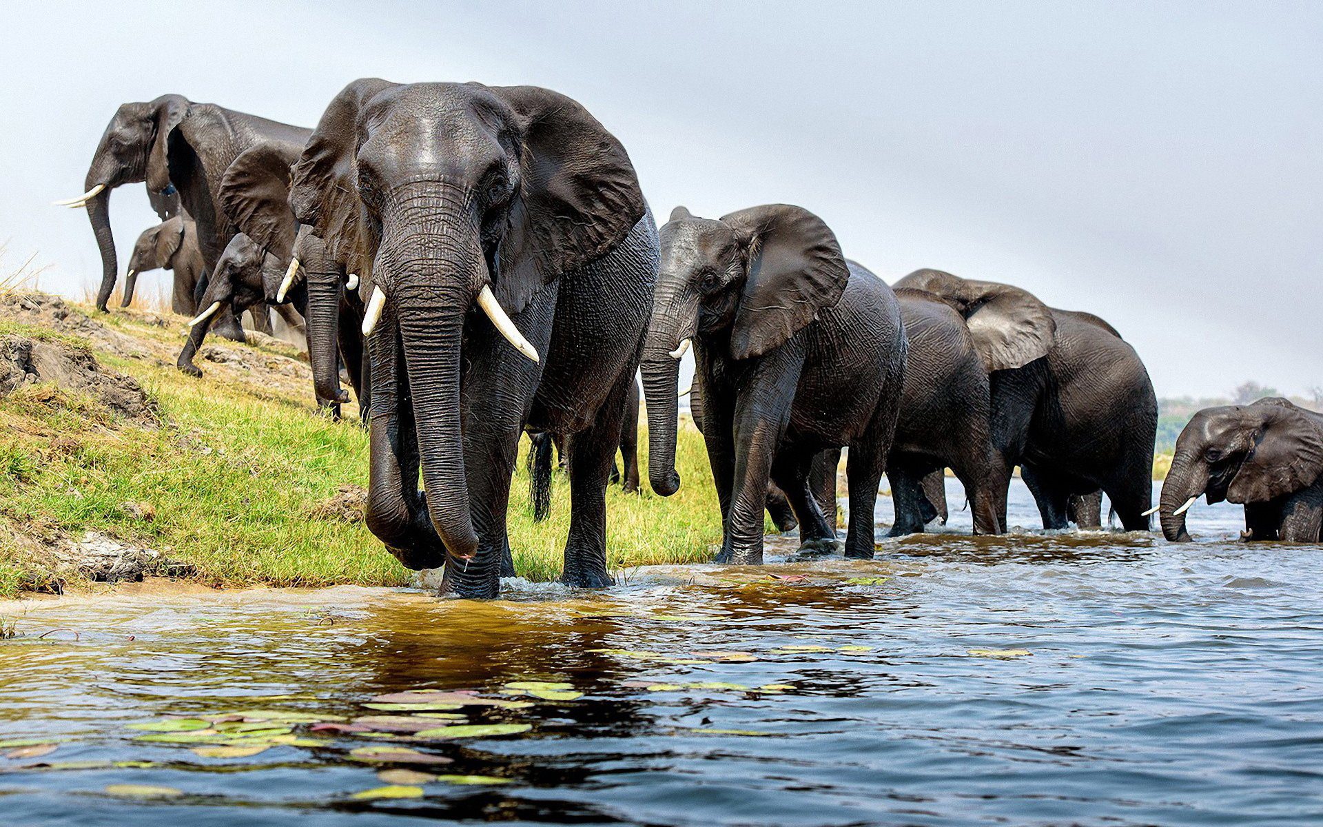 Amboseli elephant encounters (Kenya)