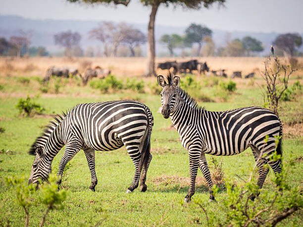 Maasai mara National Park (Kenya)