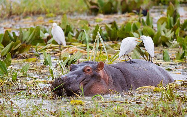 Mwalimu Nyerere Nationa Park