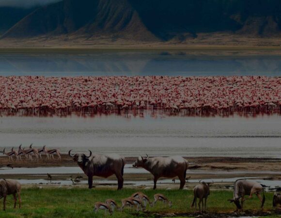 3-Days Budget Safari (Tarangire + Ngorongoro + Lake Manyara)
