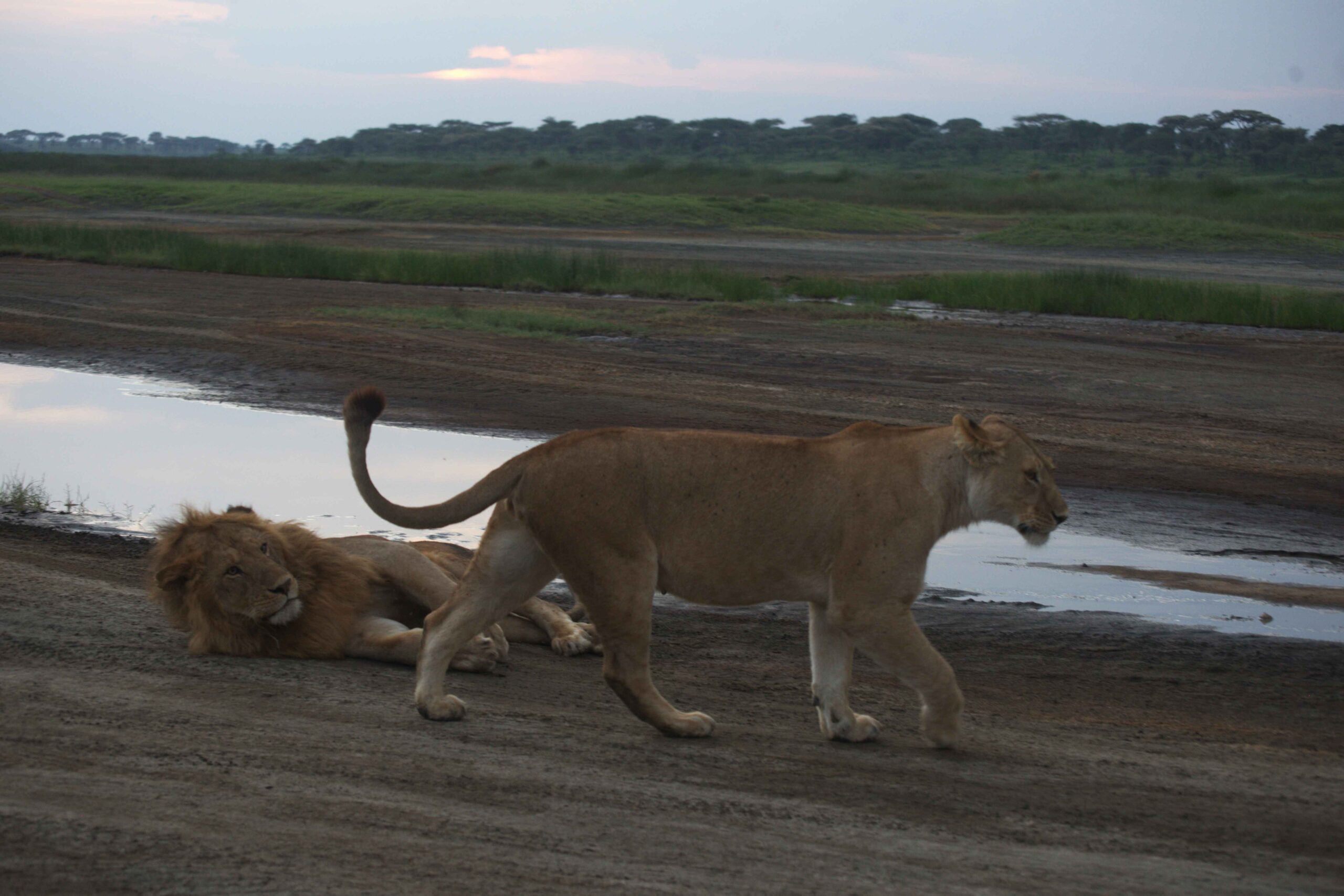 Serengeti National Park (Tanzania)