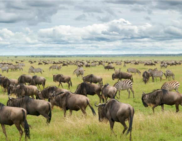 3 Days / 2 Nights Serengeti Wildlife Safari Experience