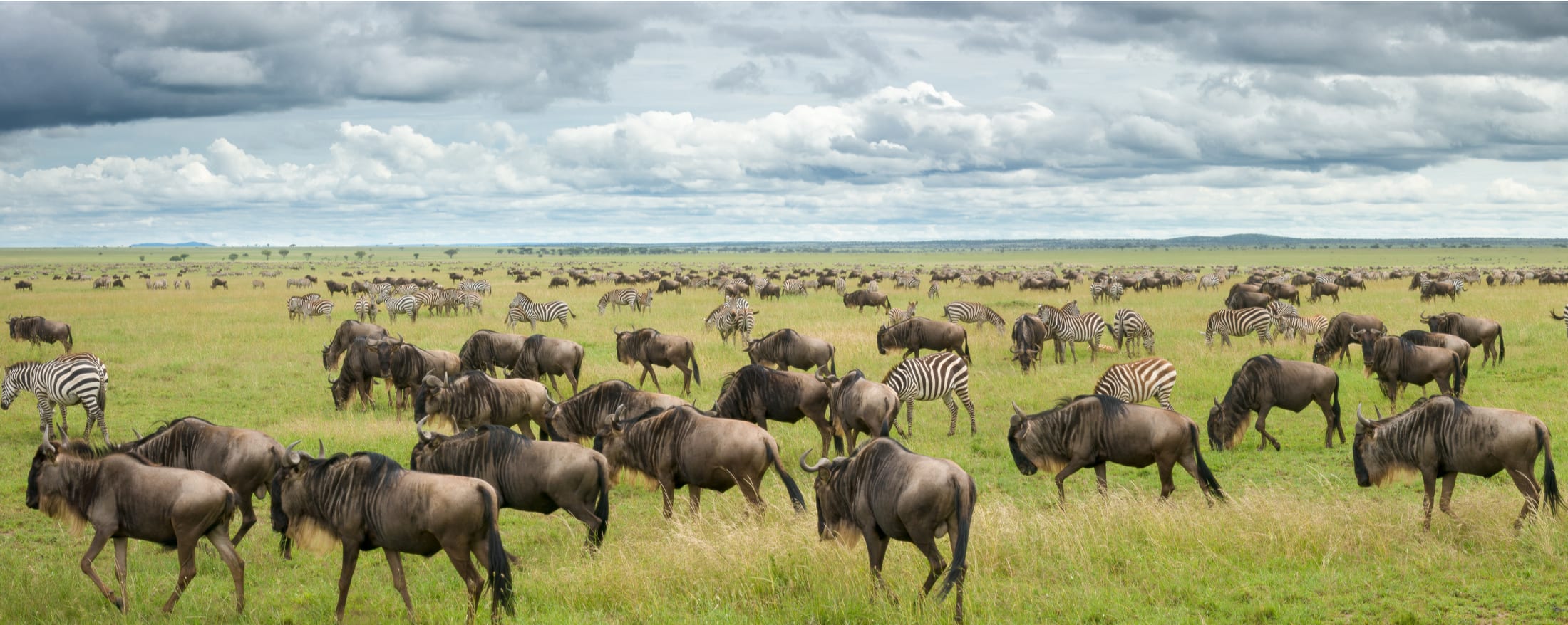 Serengeti Fly-In Luxury Safari (Arusha→ Zanzibar)