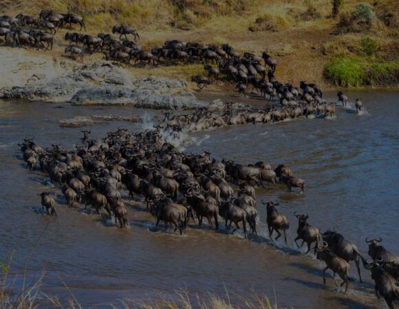 6-Days Great Migration Safari (Seasonal Bestseller)