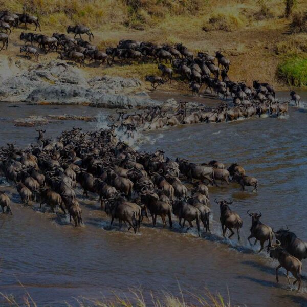 6-Days Great Migration Safari (Seasonal Bestseller)