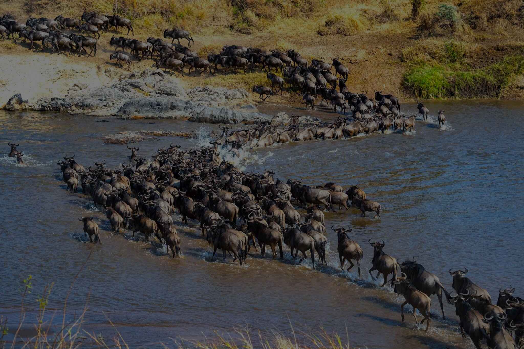 migrate from the southern Serengeti