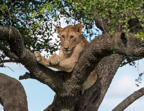 4 Days Serengeti Fly-In Luxury Safari (Arusha→ Zanzibar)