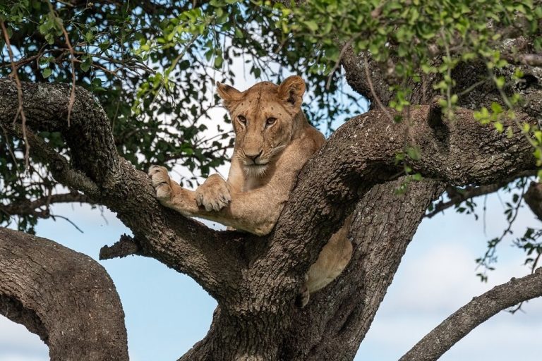 migrate from the southern Serengeti