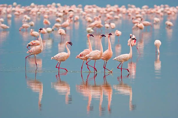 Lake Nakuru Nationa Park