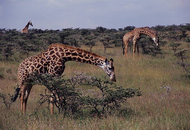 Nairobi National Park