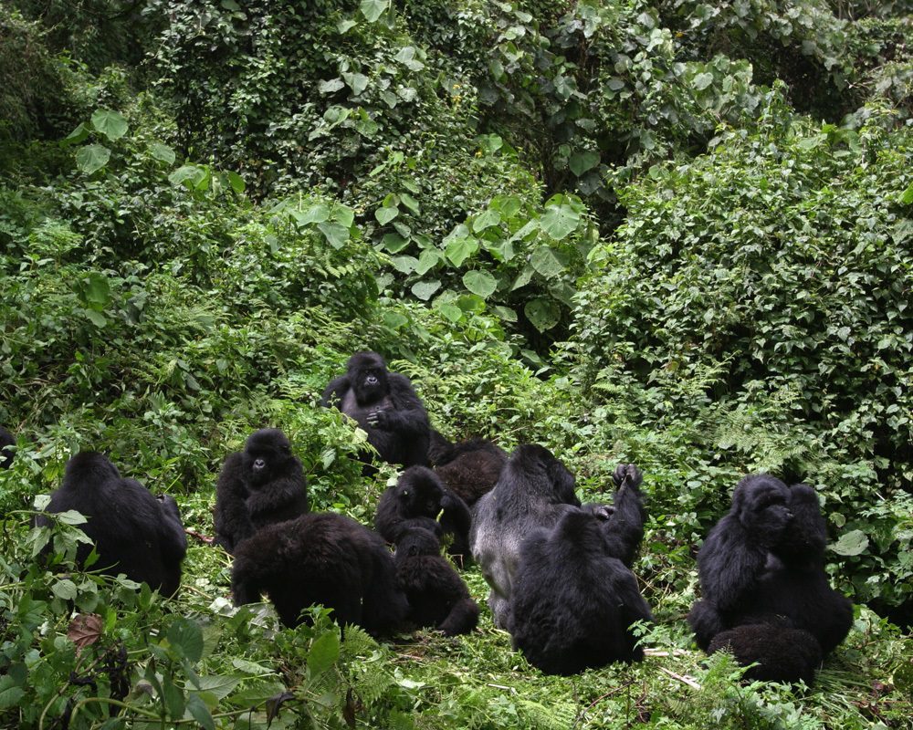 Bwindi Impenetrable Nationa Park