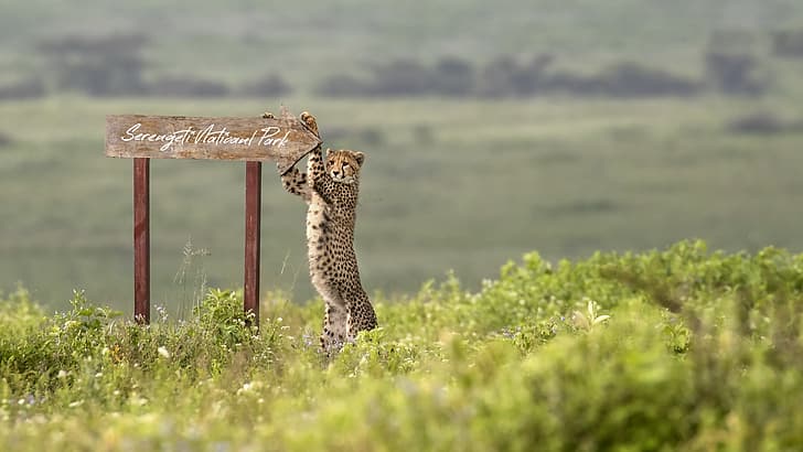 Game Drive