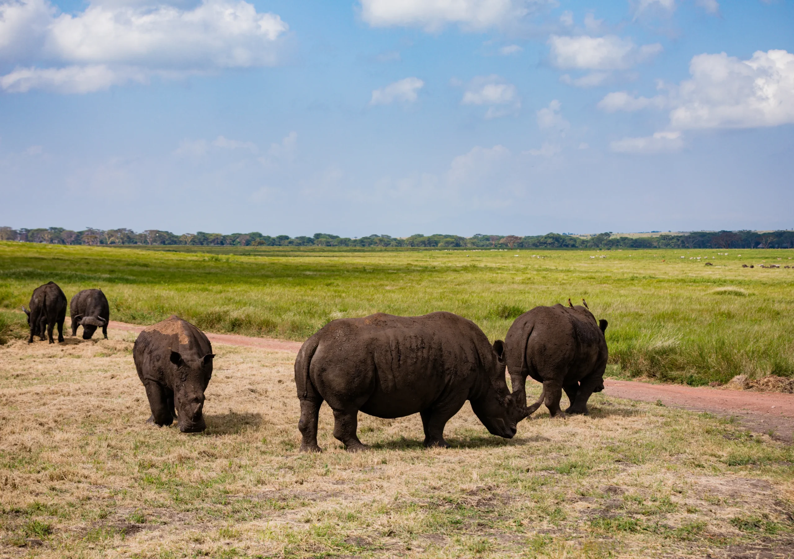 Serengeti,  Home of Predators