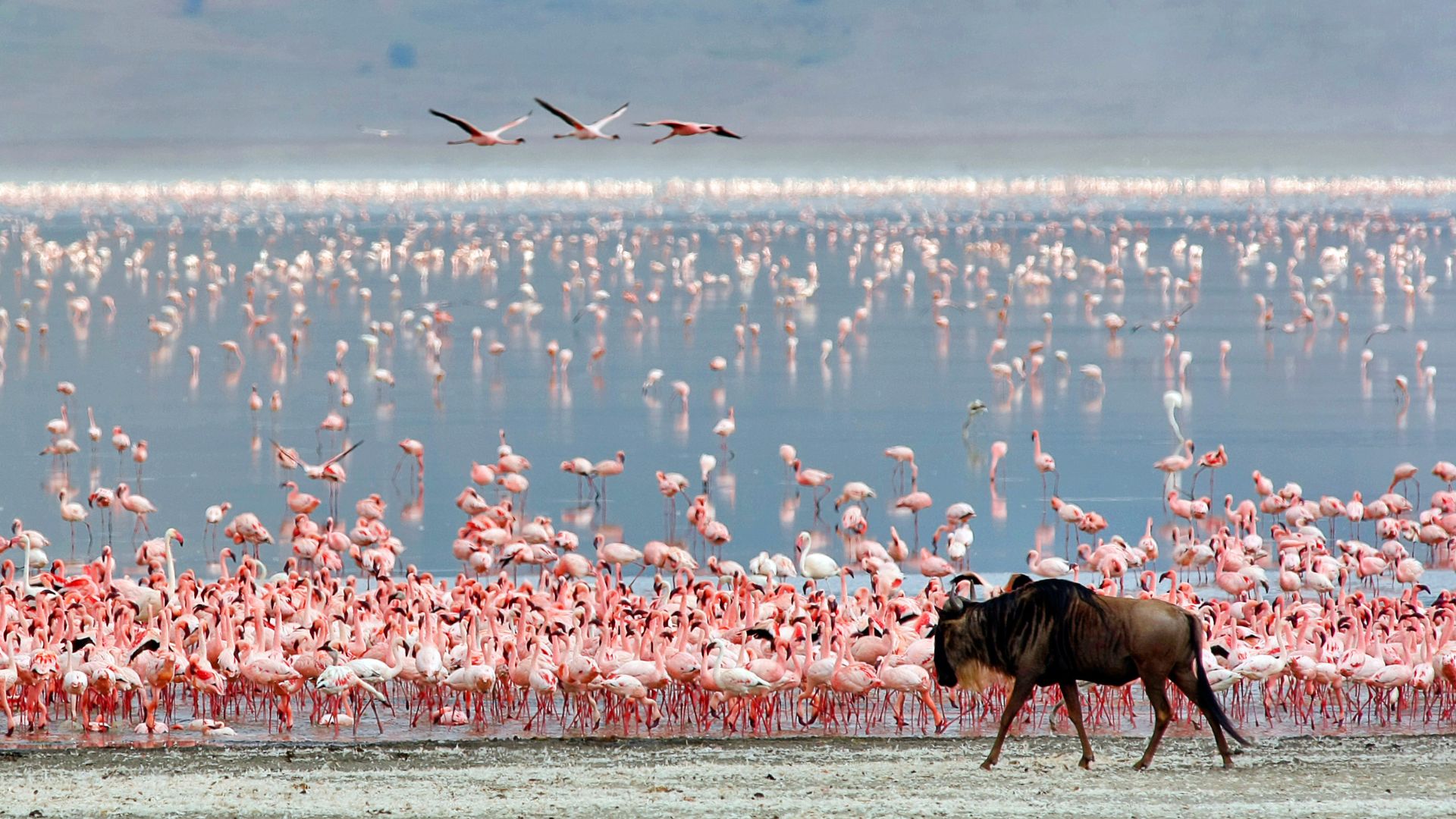 View over 500 bird Species