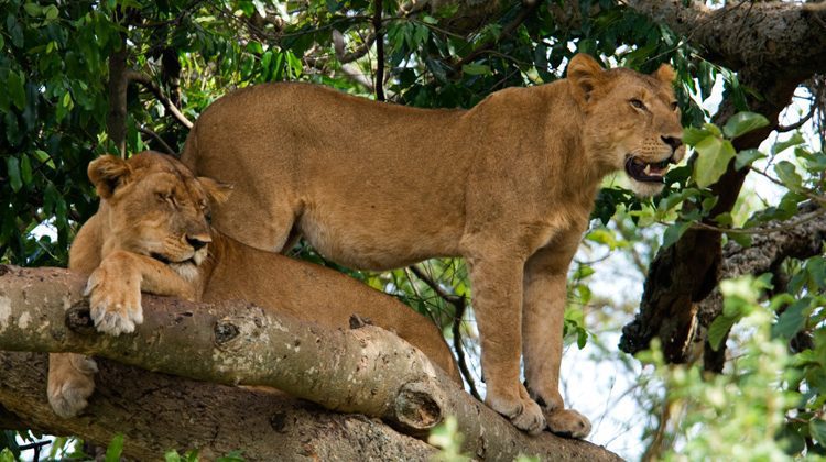 Queen Elizabeth National Park