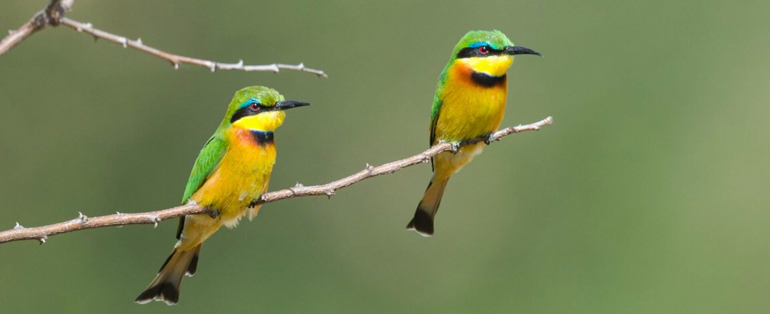 Serengeti Nationa Park