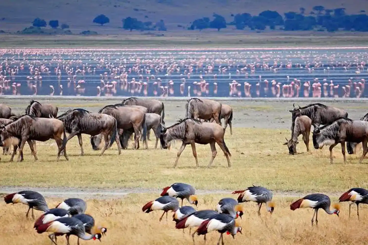 View over 400 bird Species