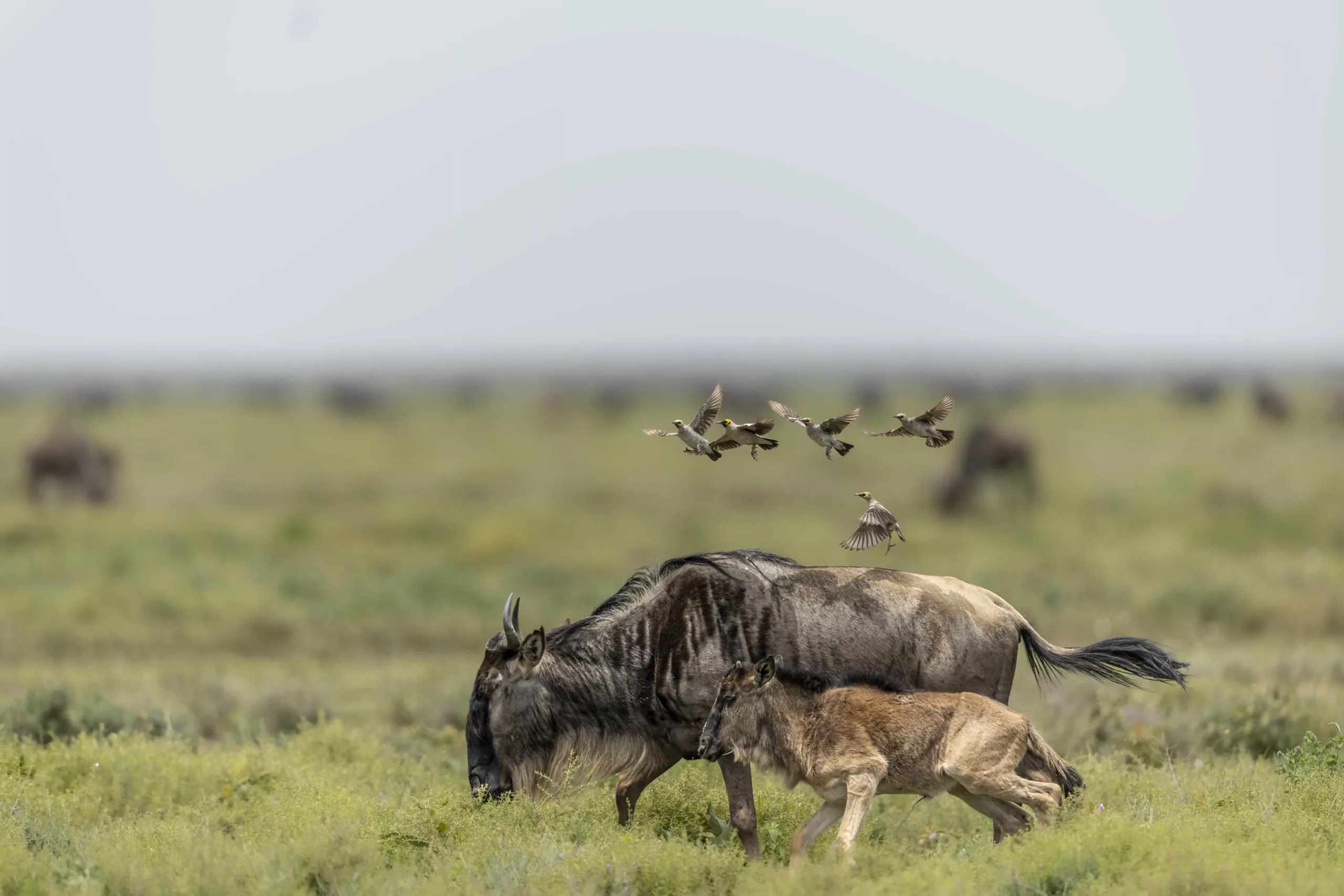 Serengeti Nationa Park